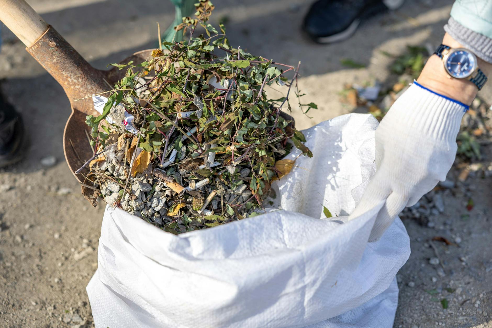 person clearing weeds with a shovel outdoors